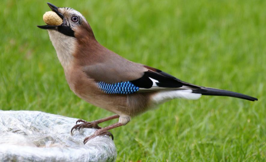 Lezing ‘Vogels in de tuin’ in Duurzaamheidscentrum AssenStad.nl