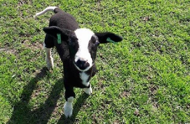 Pasgeboren lammetje bij kinderboerderij in Marsdijk verdwenen (Update)