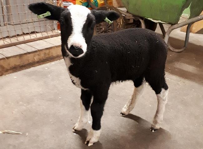 Opmerkelijk: gestolen lammetje in Marsdijk terug in de wei