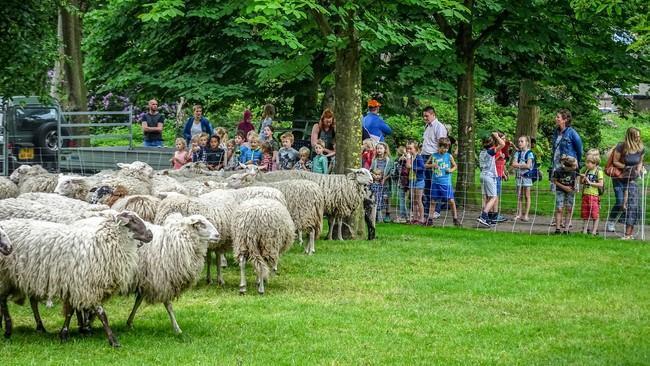 Drukte bij schaapscheren in Gouverneurstuin (Video)