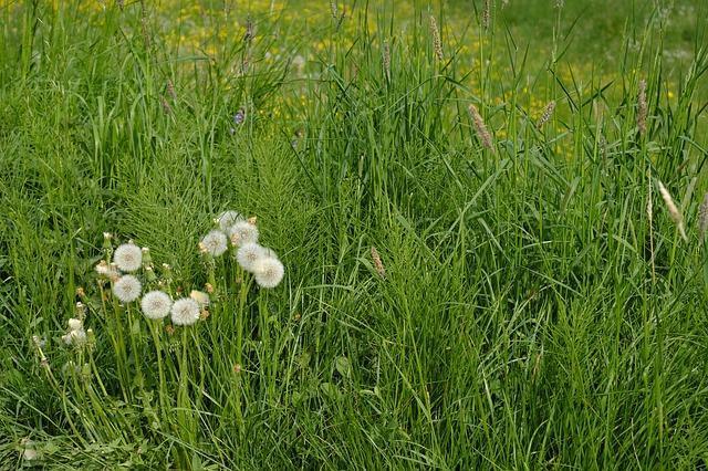 Gemeente begint met gras maaien