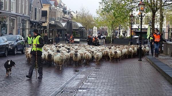 Vanmiddag komt de schaapskudde naar provinciehuis