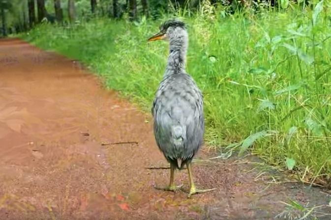 Baby reiger de weg kwijt aan de Hoofdlaan in Assen (Video)