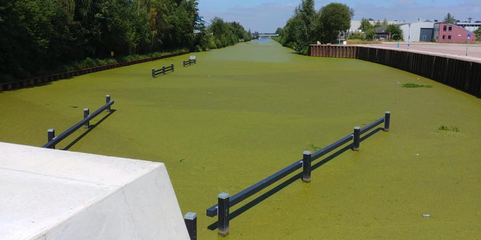 Kijk uit voor groene eendenkroos in het water van Assen