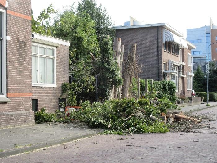 Karakteristieke beukenstoel op Prins Hendrikstraat gekapt