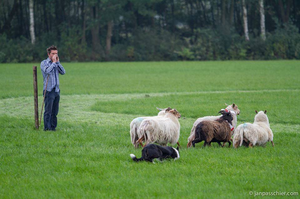 Schapendrijfdemonstratie bij GroenRijk Assen