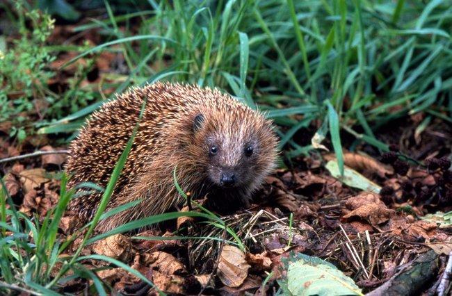 Drentse Landschap organiseert zoogdierenmiddag in Duurzaamheidscentrum