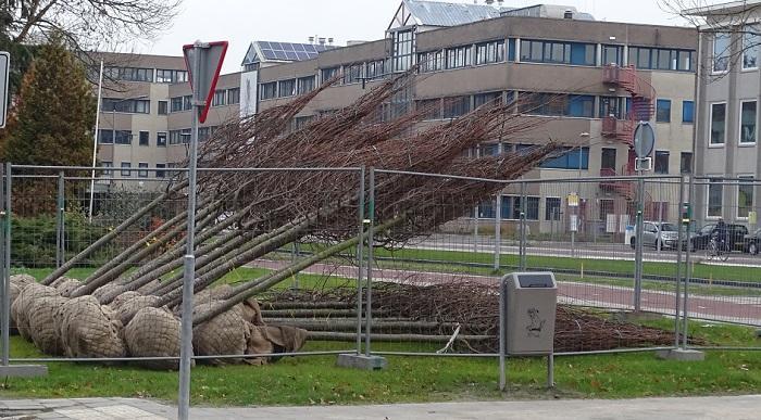 Veel nieuwe bomen aan Stadsboulevard in Assen