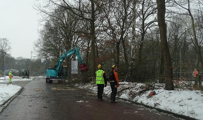 Deel van de bomen langs Dennenweg en spoor worden gezaagd