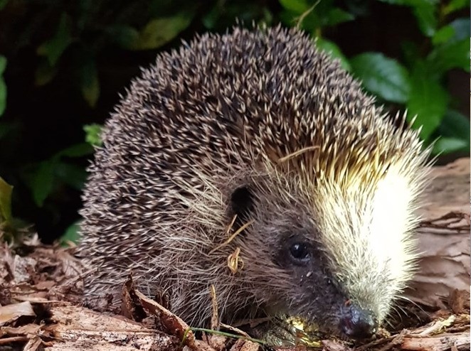 Vergeet onze tuin bewoners niet bij dit warme weer