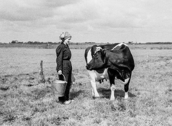 Drents Archief: Wie is dit meisje met de koe?