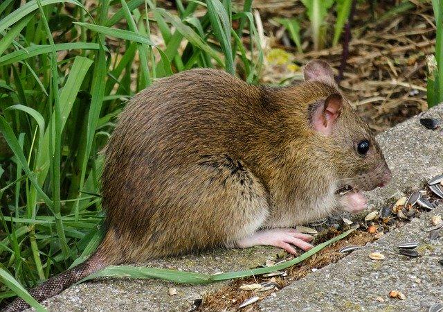 Noorderpark heeft last van rattenplaag in riolering