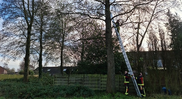 Brandweer ingezet voor kat in de boom in Peelo