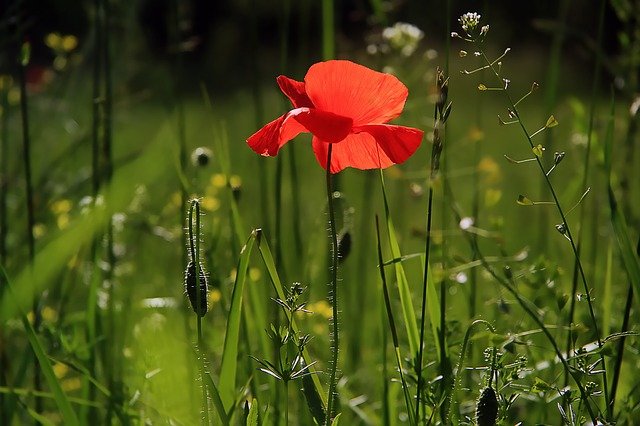 Terra Assen helpt Assenaren met vergroenen tuin