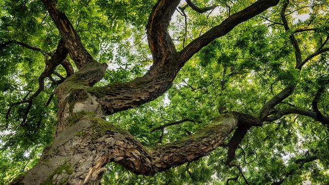 Assen roept op om monumentale bomen aan te melden