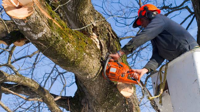 Snoeien van bomen weer van start