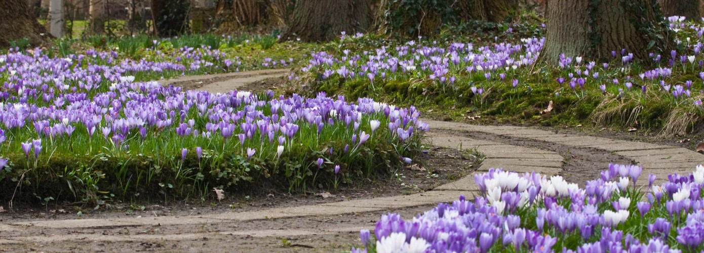 Krokuswandeling op landgoed Overcingel vanaf 26 februari