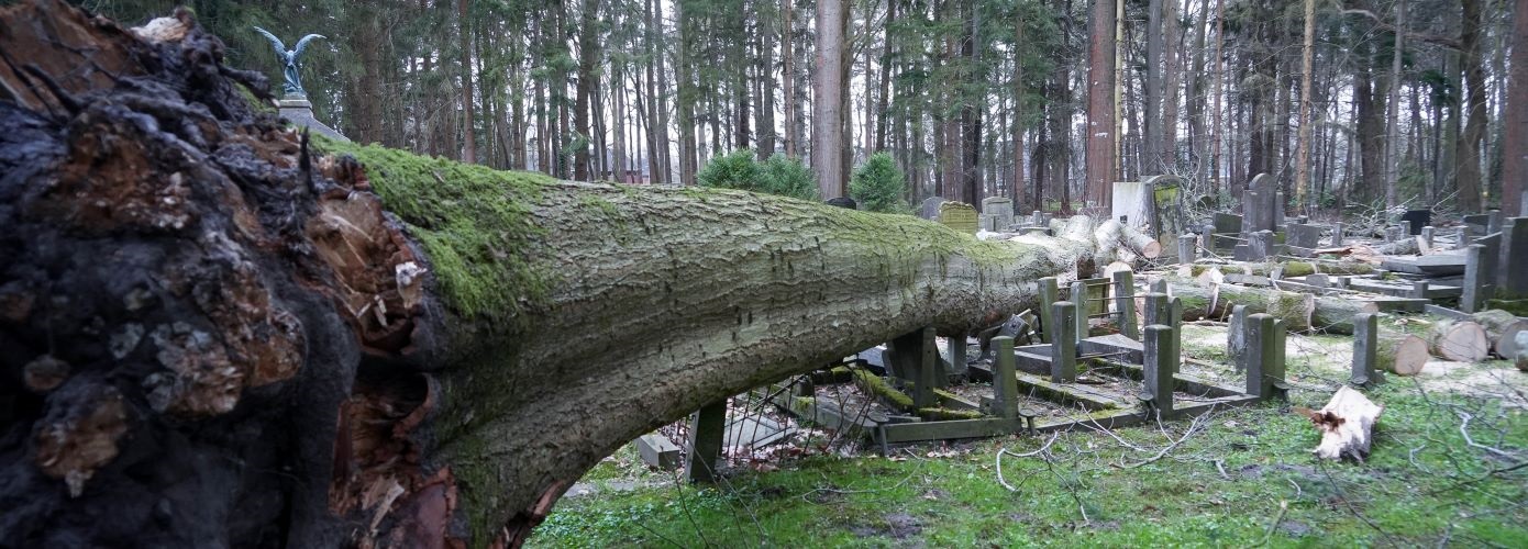 Gemeente herstelt stormschade op Zuiderbegraafplaats