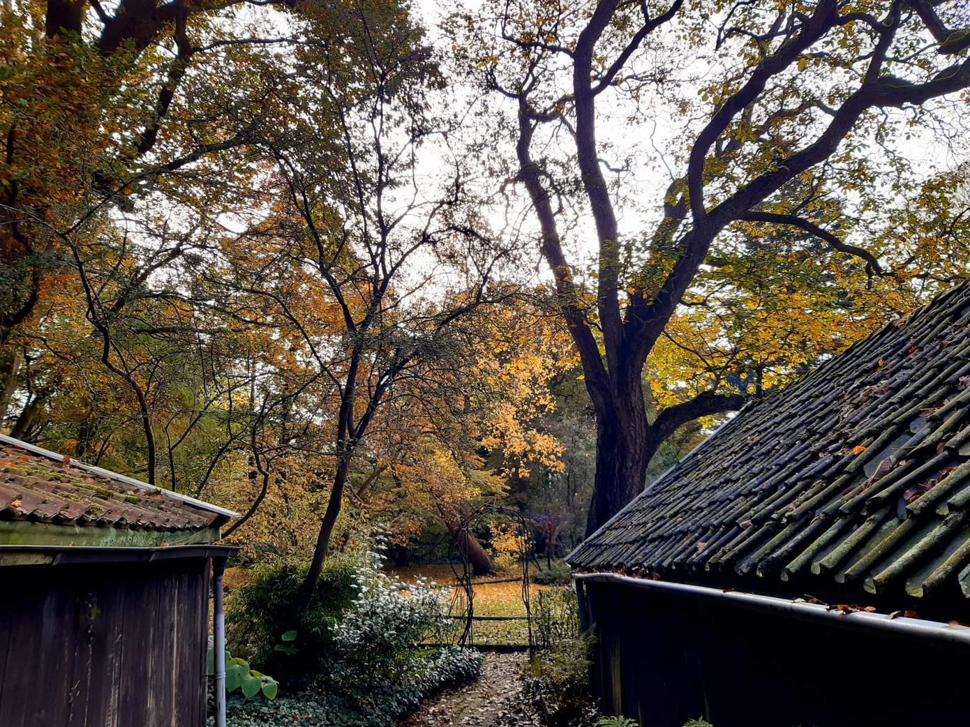 Herfstwandelingen op landgoed Overcingel