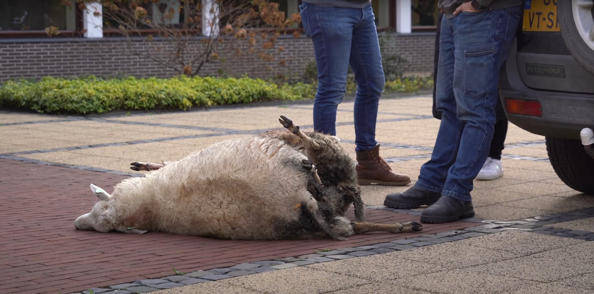 Boer legt doodgebeten schapen voor provinciehuis van Assen neer (Video)