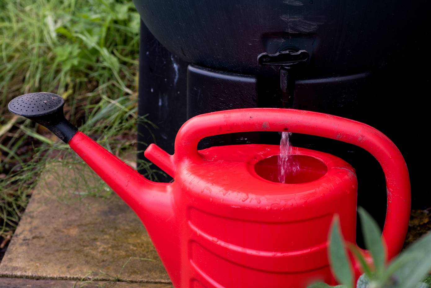 Assen verlengt subsidieregelingen voor regenton, groen dak en afkoppelen regenwater