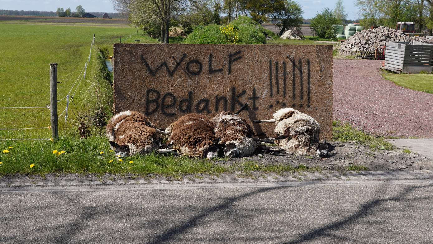 Schapen doodgebeten in Bovensmilde; wolf waarschijnlijk de dader