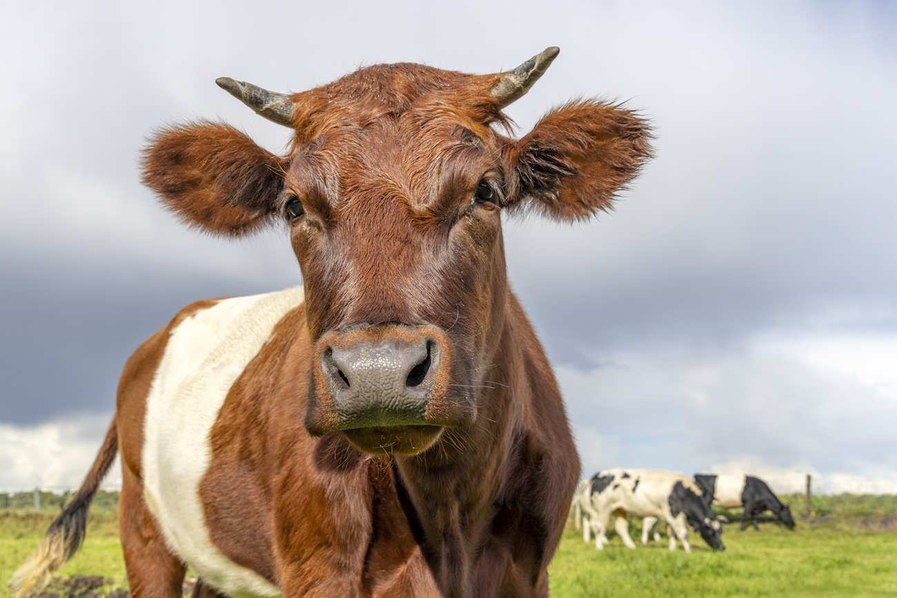 Ontmoet onze oer-Nederlandse zeldzame dieren op de nationale ‘Levend Erfgoed dagen’ 