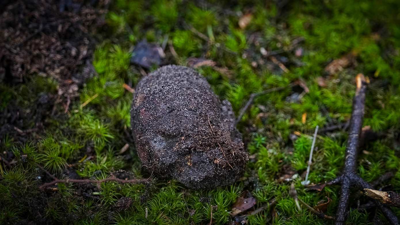 Handgranaat uit Eerste Wereldoorlog gevonden in Asserbos