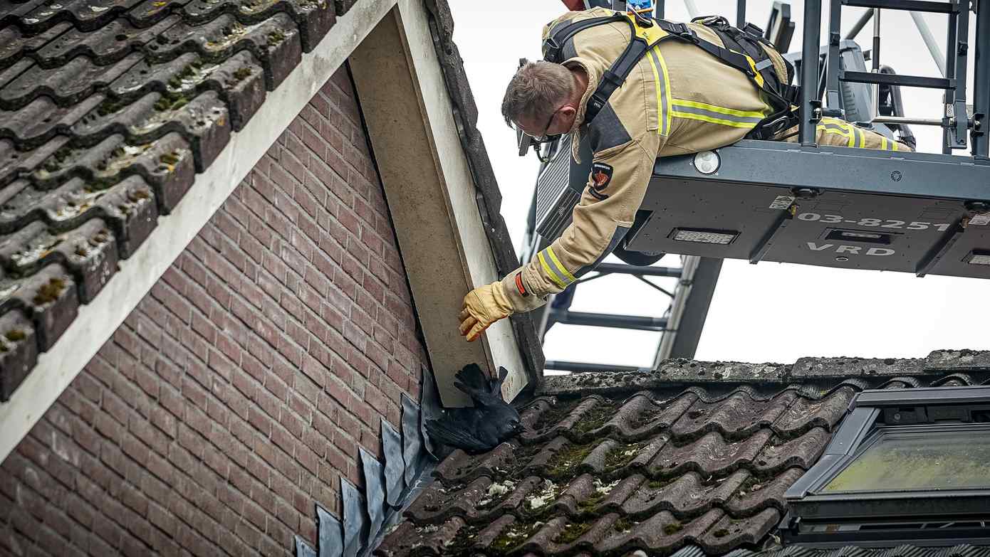 Groningerstraat tijdelijk dicht vanwege vogel die vast zit op dak