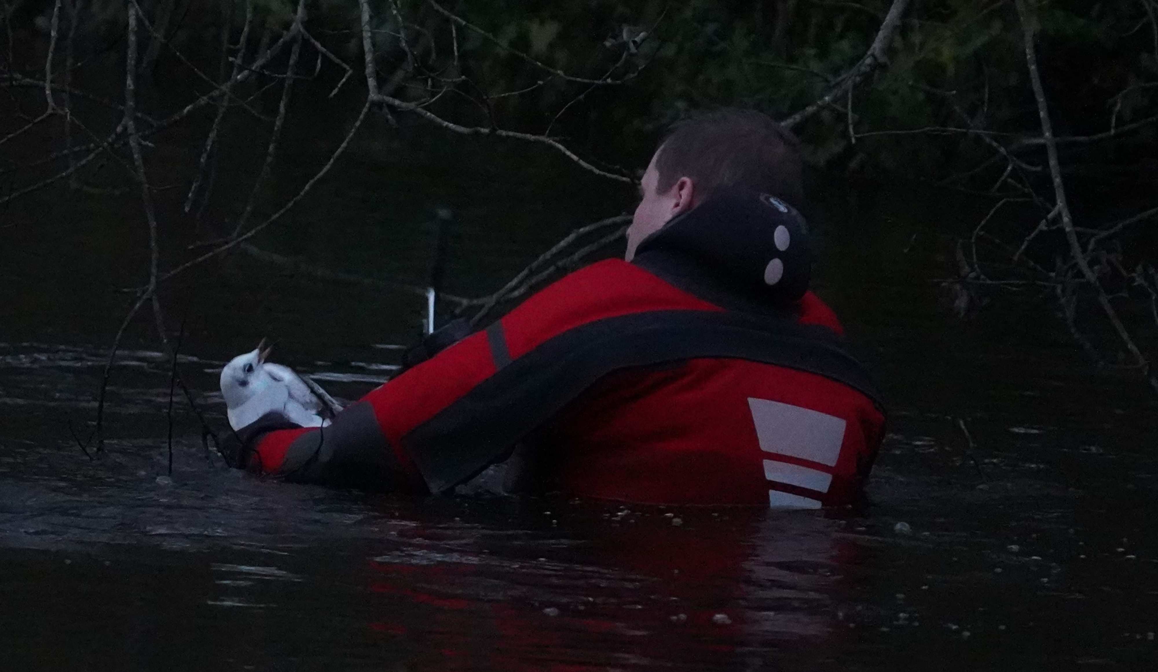 Brandweer redt vogel die vastzit aan visdraad uit het water in Assen