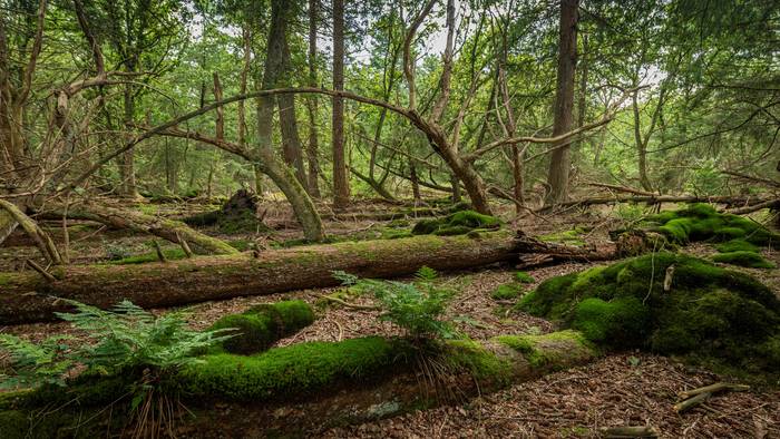 Kwaliteitsverbetering en uitbreiding van Drentse bossen